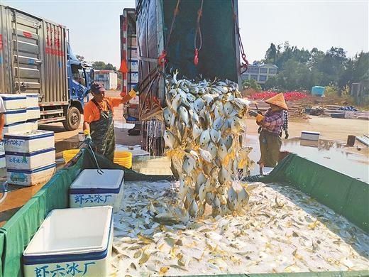  「养殖户」金鲳鱼大丰收 养殖户捕捞忙