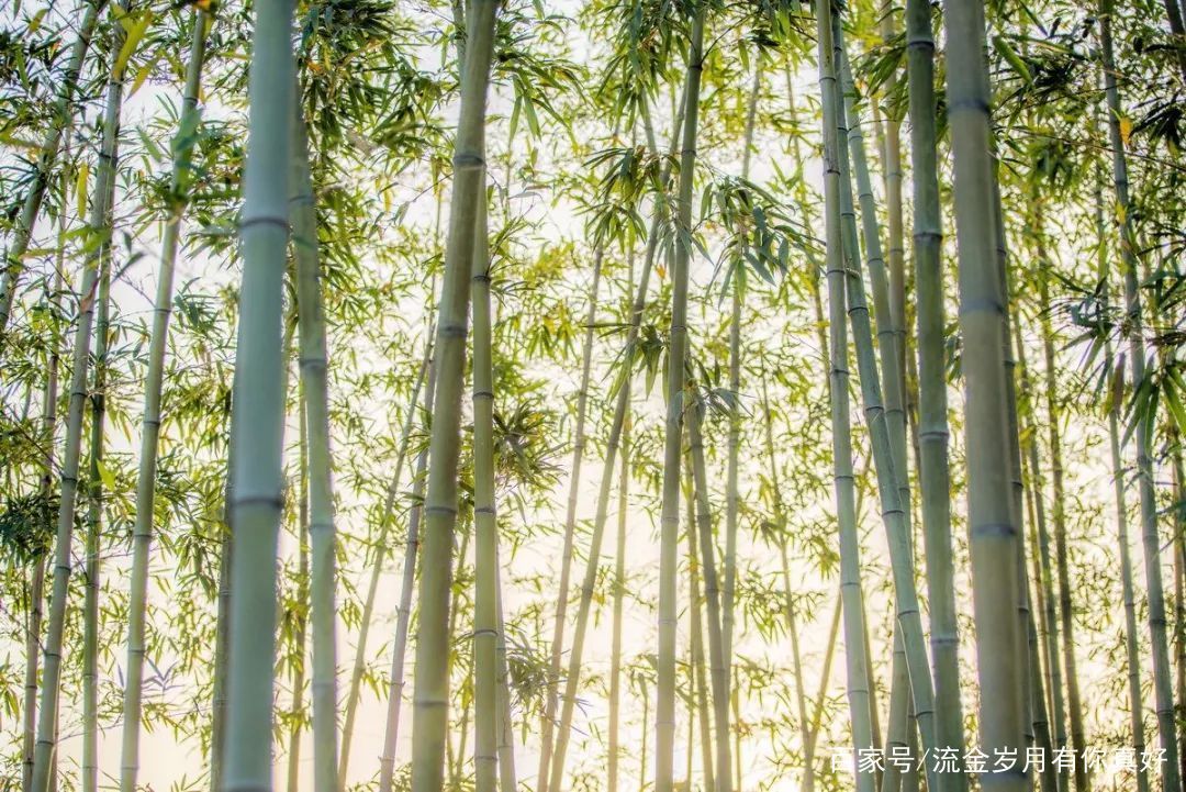 『植物』牡丹榜上无名?中国这5大吉祥植物你认识吗?兰花上榜!