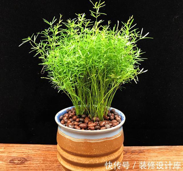  品种|武竹？还真有这个品种，种出来比文竹还美！