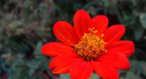 #气质#喜欢菊花,那就养盆红艳似火的“圆叶肿柄菊”,花色艳丽,气质优雅