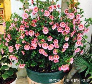 漂亮@喜欢养护漂亮的花卉,就选择3种花卉,美艳优雅,花色绚丽妖娆