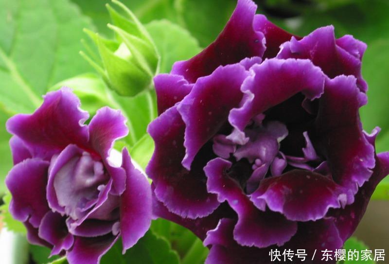  [指甲花]喜欢在家中养花卉，就选花色鲜艳，花期长，开花量繁多的3种花卉