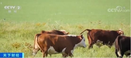 74%!中国已成阿根廷牛肉主要出口市场