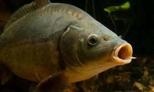  [打窝]珍稀六巢配方，鲤鱼钓不满意，拒不罢休！