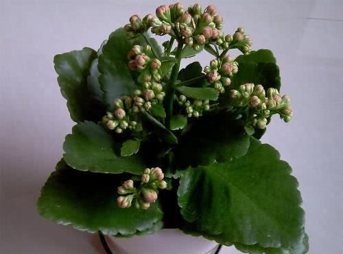 『盛夏期间』养长寿花,半年只需用上“一勺肥”,枝叶茂盛,开花不断!