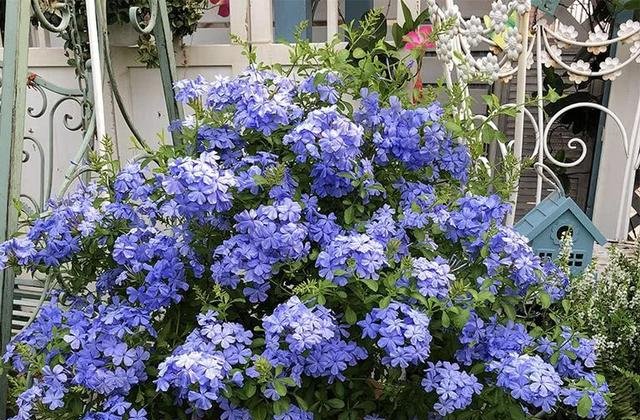  闲时■这些便宜花，最适合阳台养，一年开花200天，闲时天天观花园