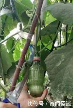 女子把黄瓜放进饮料瓶里,众人嘲笑,一个月后却令人羡慕不已！