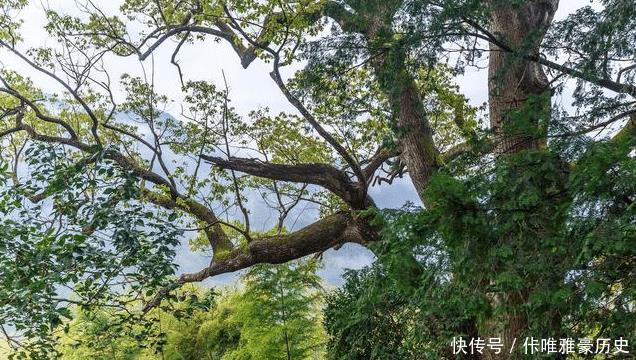  [镇宅]农村四大镇宅之树是什么种在哪个位置可以旺宅