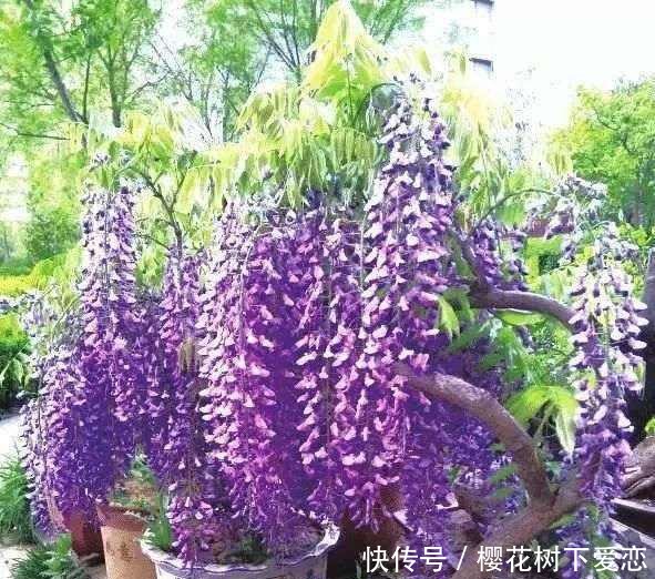  『春天』家有紫藤花，开花好幸福，春天这么养，开花一百年