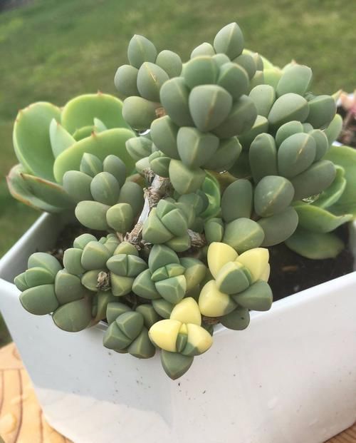  #叶子#叶子上有棱角的多肉植物，还能开花的鹿角海棠，特容易扦插繁殖