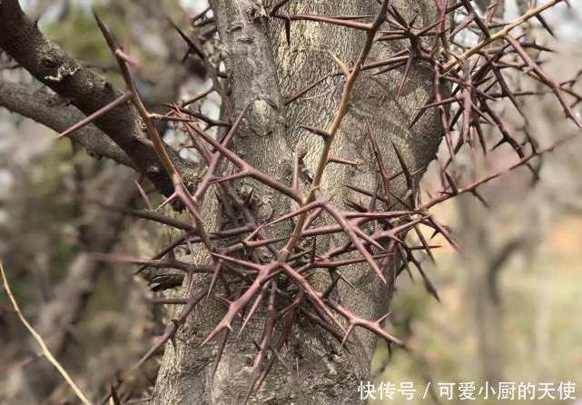 农村一种长满尖刺的树，人畜见了都绕开，却被农民称为“保护神”