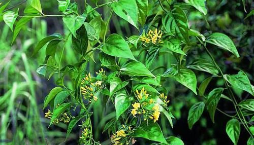  「植物」此植物为“断肠草”，在山中遇见不要乱碰，毒性强别忽视