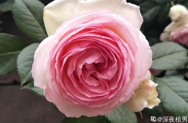#死翘翘#天热了,别给花乱施肥,小心烧根死翘翘