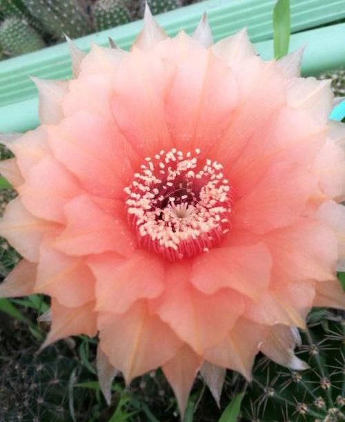 『绿萝』?养花养不活?试试这4种,“植物杀手”都能养活,爆盆不费劲