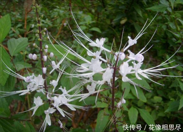 这种长了“老虎须”的野草，人称“肾宝”，最便宜的也要150一斤