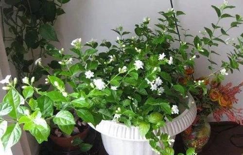  【花钱买】还在花钱买这3种植物？别傻了，“掰根枝”插土里，30天就生根！