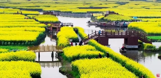 中国最美的油菜花海,油菜花逐渐“染黄”了神州大地