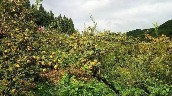 五百年前古人拿来酿酒，如今却被大量种植，民间称为“维C之王”