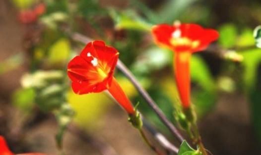  火龙果皮|5月底，给“橙红茑萝”喂点“开花水”，一根枝爬满墙，红花蹿爆