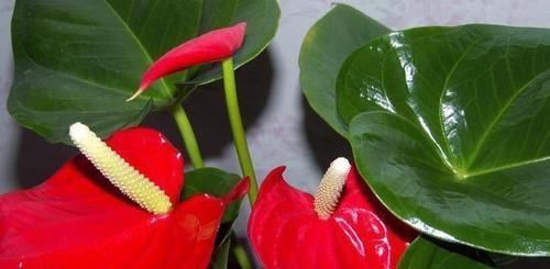 越多越好@茶花花苞越多越好?小心空欢喜一场!