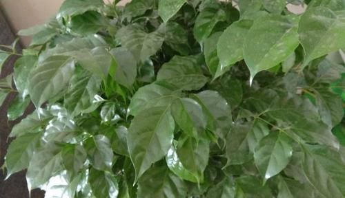  「药用价值」哪些植物不适合放在家里？幸福树有毒吗？幸福树可以放在卧室吗？