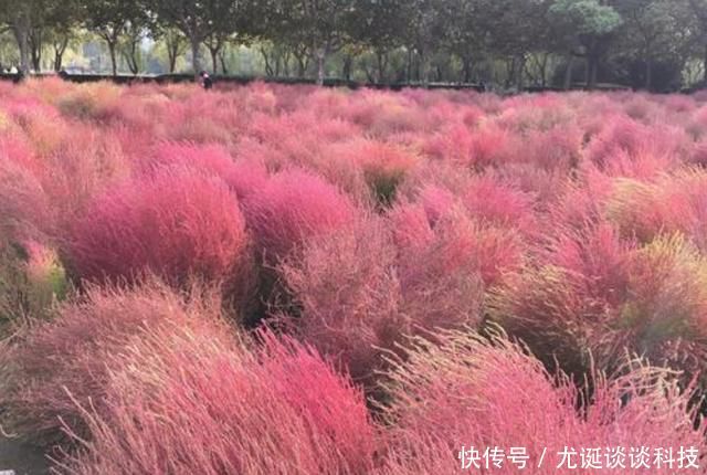 #小院#家有小院,3种花必须要养,造型奇特抓人眼球,自己就是一道风景