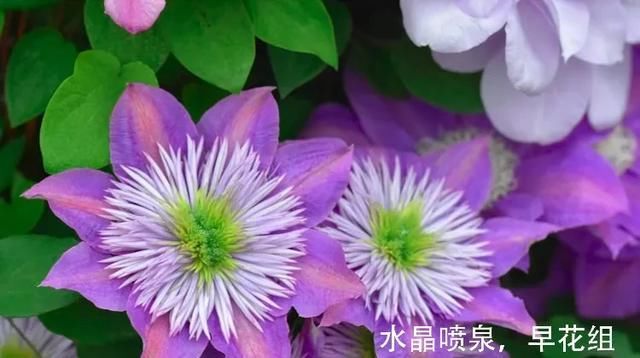  『铁线』铁线莲：韧如铁线，花开如莲，耐寒耐热，花园必备。