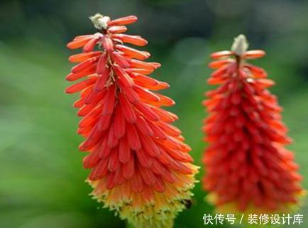 『火炬』喜欢在家中养护花卉,就养花色鲜艳、花期长,观赏价值高的花卉