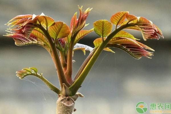  「种植」香椿芽为什么卖得贵？种植一亩香椿芽需投资多少成本？