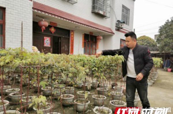  #肖世江#果树变盆栽 永顺灵溪镇八月瓜种出新“境界”