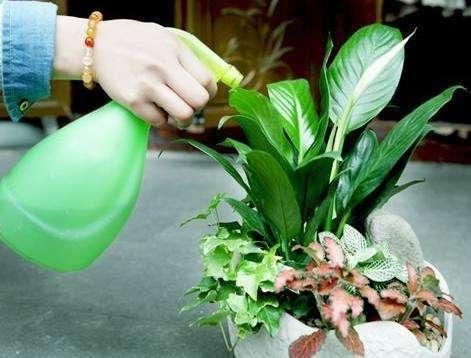  #养花#养死十盆花，九盆是烂根，根治烂根，会浇水就足够了