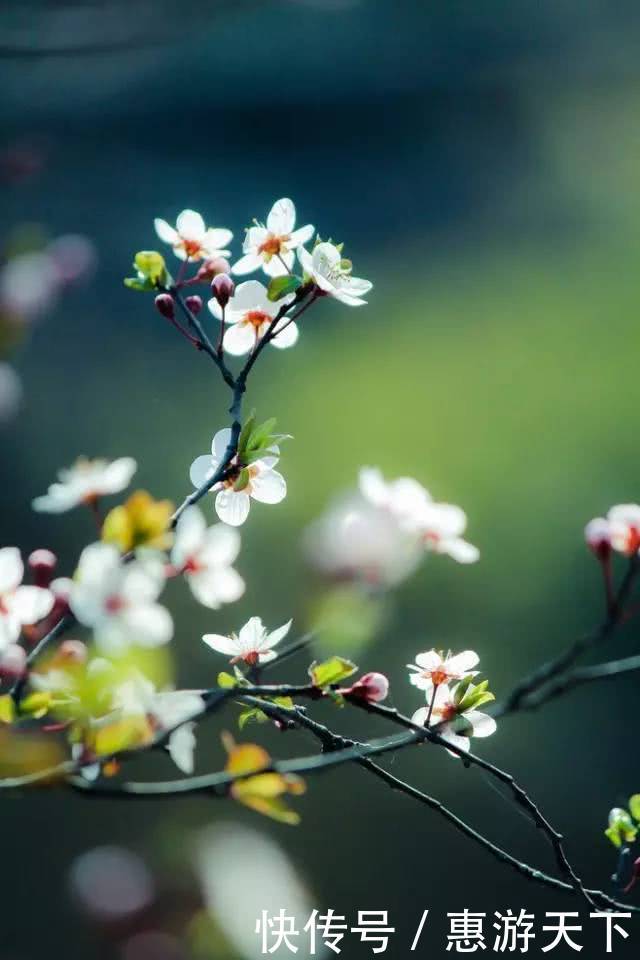 人间三月，桃红柳绿，杏花春雨，最美江南！