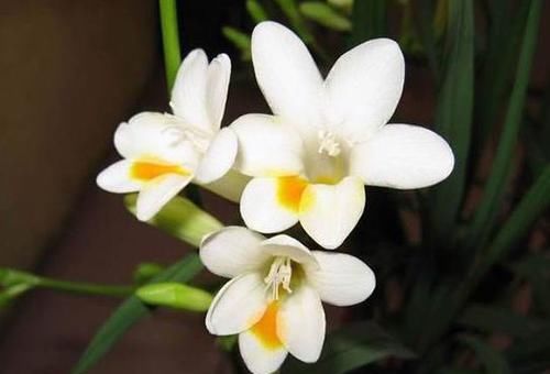  牡丹：喜欢牡丹，不妨试试”稀有名菊“徐妃醉妆，如秀丽妆容，大气磅礴