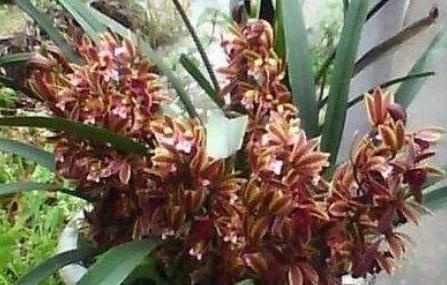  『新手』新手养花，不如养盆花中精品“台兰”，花开靓丽，风中起舞