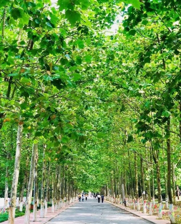 就在青岛！地铁直达、免费开放、紧邻八大关、隐蔽的小树林...这