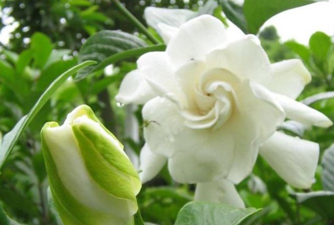  「常养」家中常养5种花“不用买”？掐个枝条插土里就活，晒晒就开花！