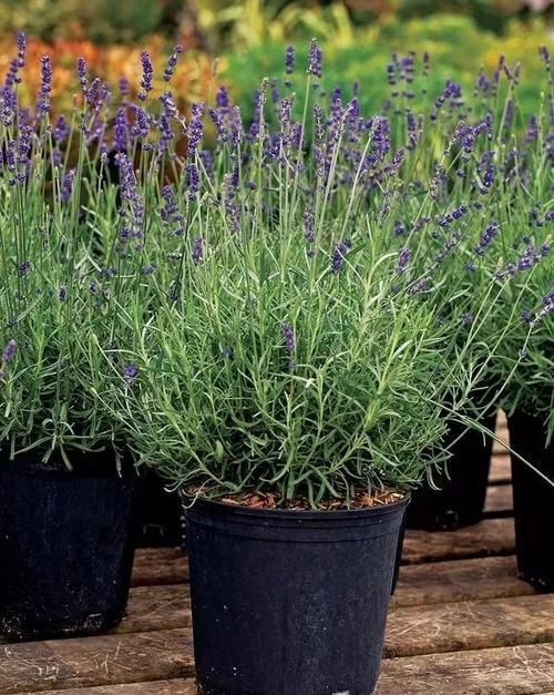  「草本植物」适合种院里的6种多年生草本植物，可养成盆栽，能不断收获枝叶
