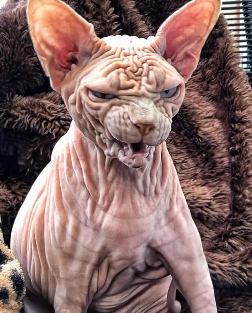  『外星』长满褶皱的猫咪，就像一个外星怪兽，猫主人不害怕吗