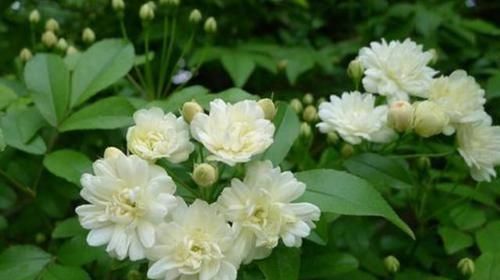 『洁白如玉』爱上养花,那就养盆白木香,似纯情少女,洁白如玉,花香浓郁怡人