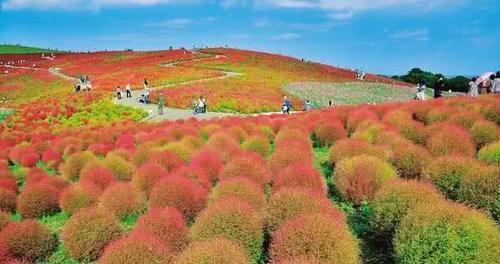 世界上最憋屈的植物，它在日本价格非常昂贵，在中国却用来当扫把