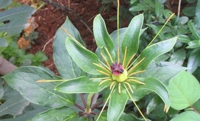 价值|竹林下,生长着“1种草”,植株低矮,人称“七叶一枝花”,珍贵