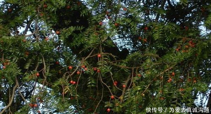  『观赏价值』曾被砍至濒危，10年前很多人种，如今长成小树，却没人要