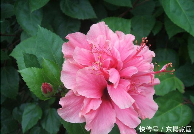  【品种】阳台上养花，就选此几款品种，好养易活不徒长，开花能力强