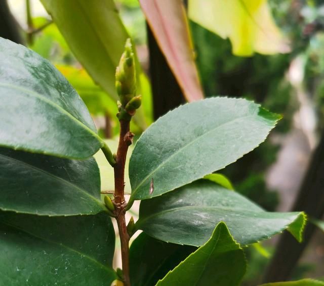  花苞|六月高温怎么养茶花？3个要点不能忽略，保湿防枯苞是重点