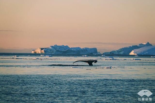 中国小伙北极之旅，入住2000多一晚的当地酒店，鲸鱼肉竟放路边卖