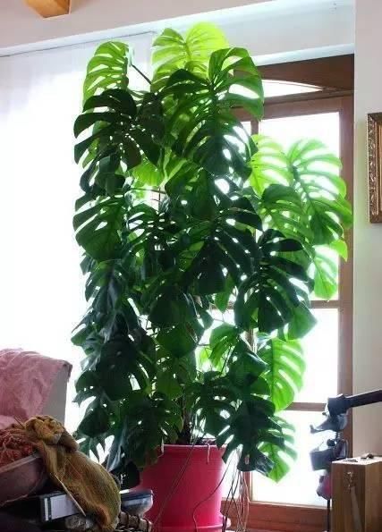  『盆栽』常见12种植物养成不可思议的盆栽！