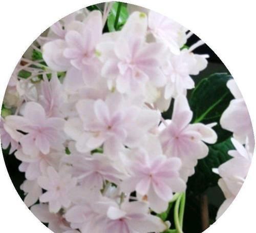 『光照』除了玫瑰,最受情侣欢迎的花是什么?不再为选花发愁