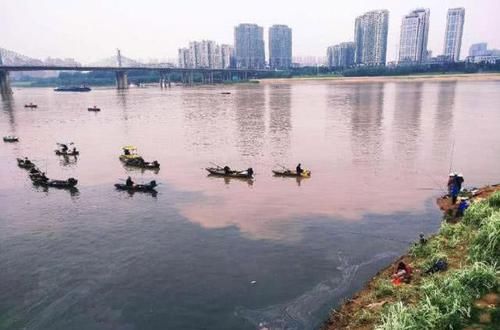  「湖南人」此鱼各地叫法各不相同，湖南人叫“黄鸭叫”洪水退后非常好钓