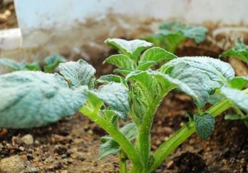  #做成盆栽#厨房垃圾别乱丢！4种“发芽植物”种盆里，7天冒嫩芽，30天成盆栽