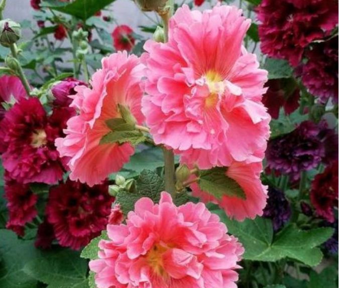  「能开成」“这种花”太牛了，1枝花茎开出50朵花，有太阳就能开成花海！